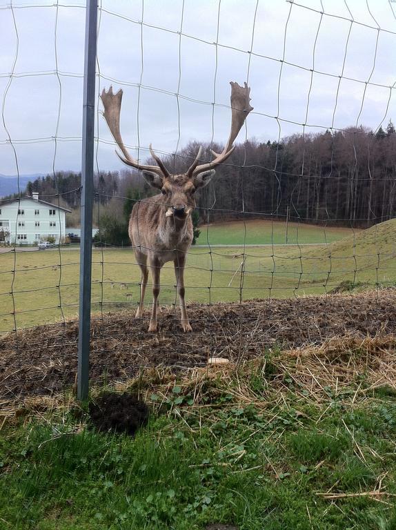 Gasthof Pension Steinberger Sankt Georgen im Attergau Esterno foto