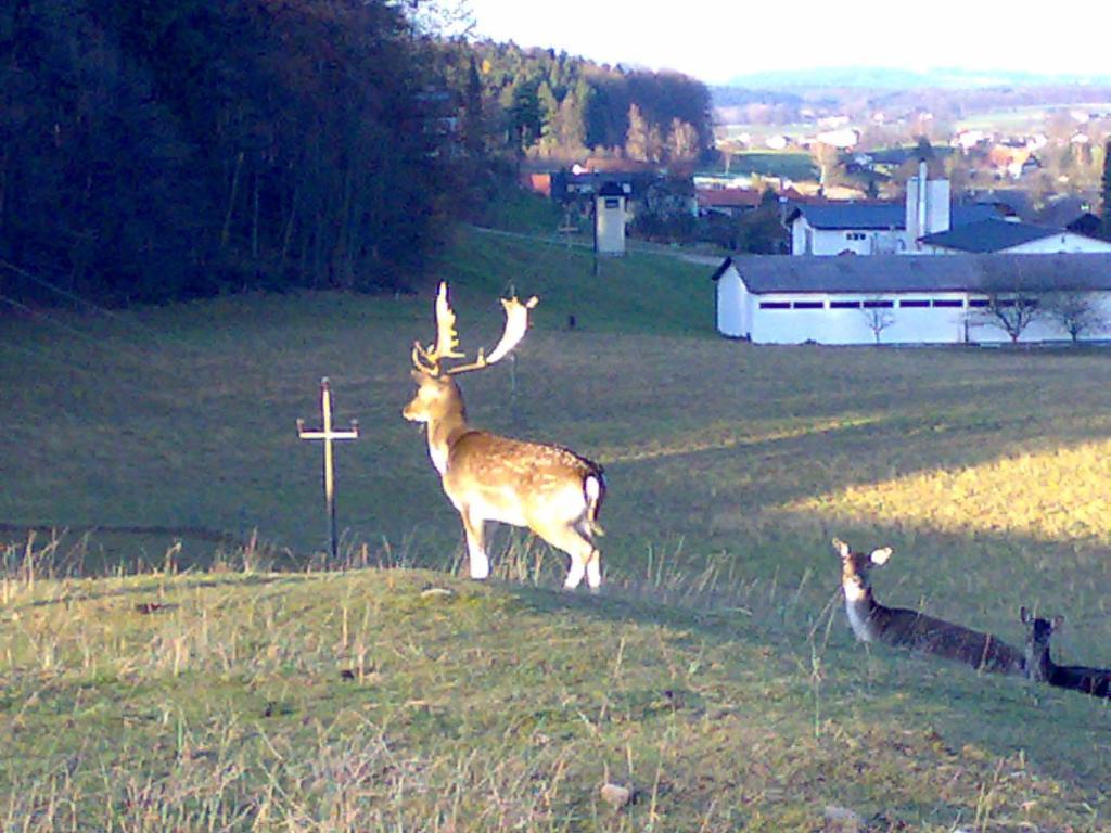 Gasthof Pension Steinberger Sankt Georgen im Attergau Esterno foto